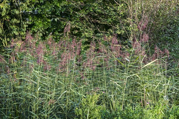Phragmites australis