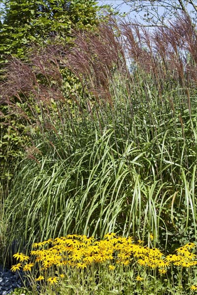 Phragmites australis