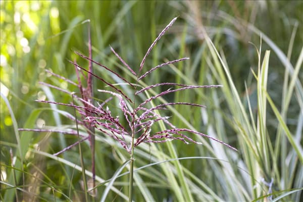 Phragmites australis