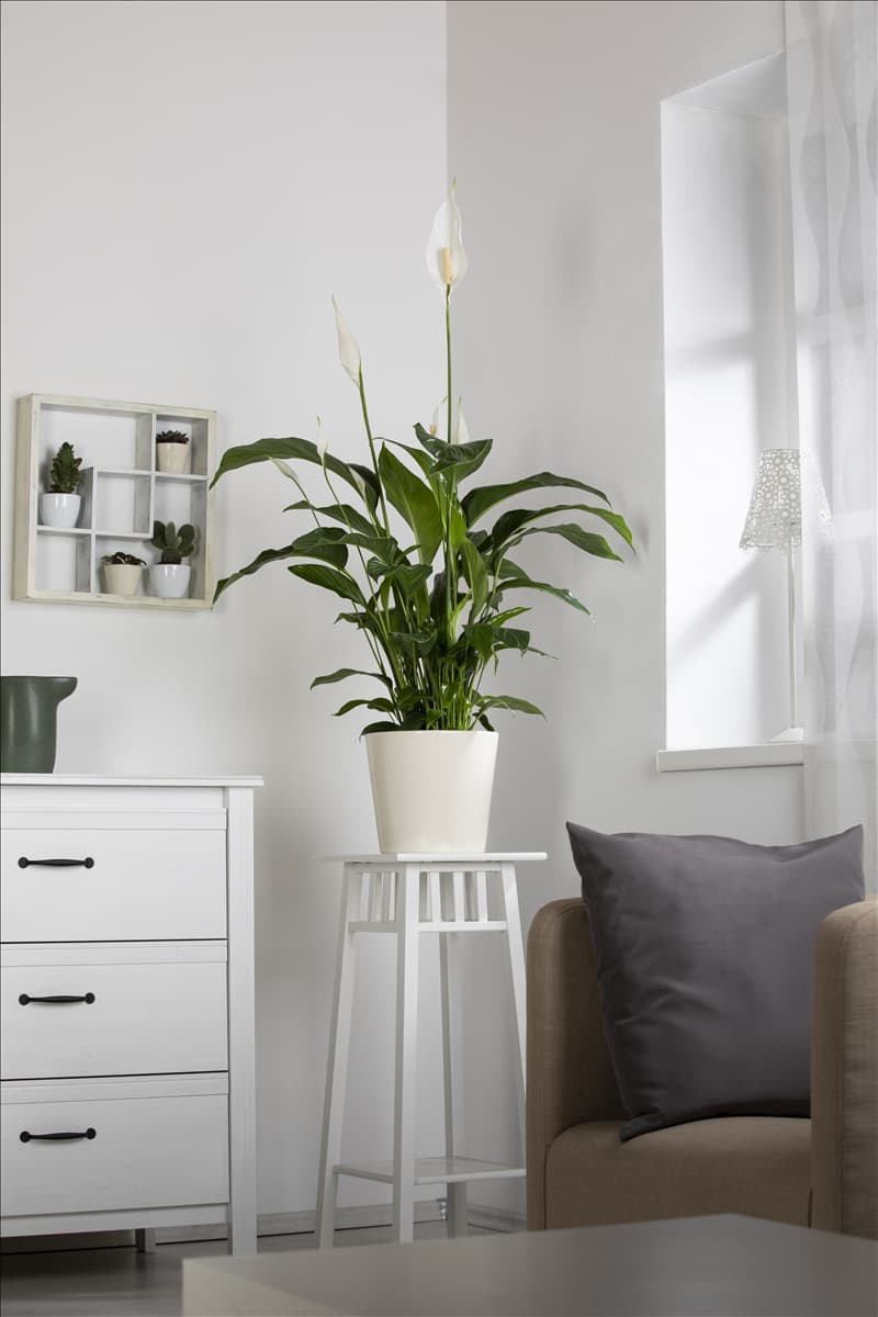 Spathiphyllum floribundum