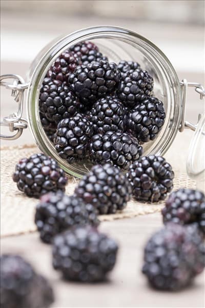 Rubus fruticosus