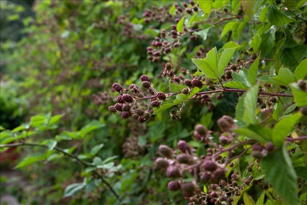 Rubus fruticosus