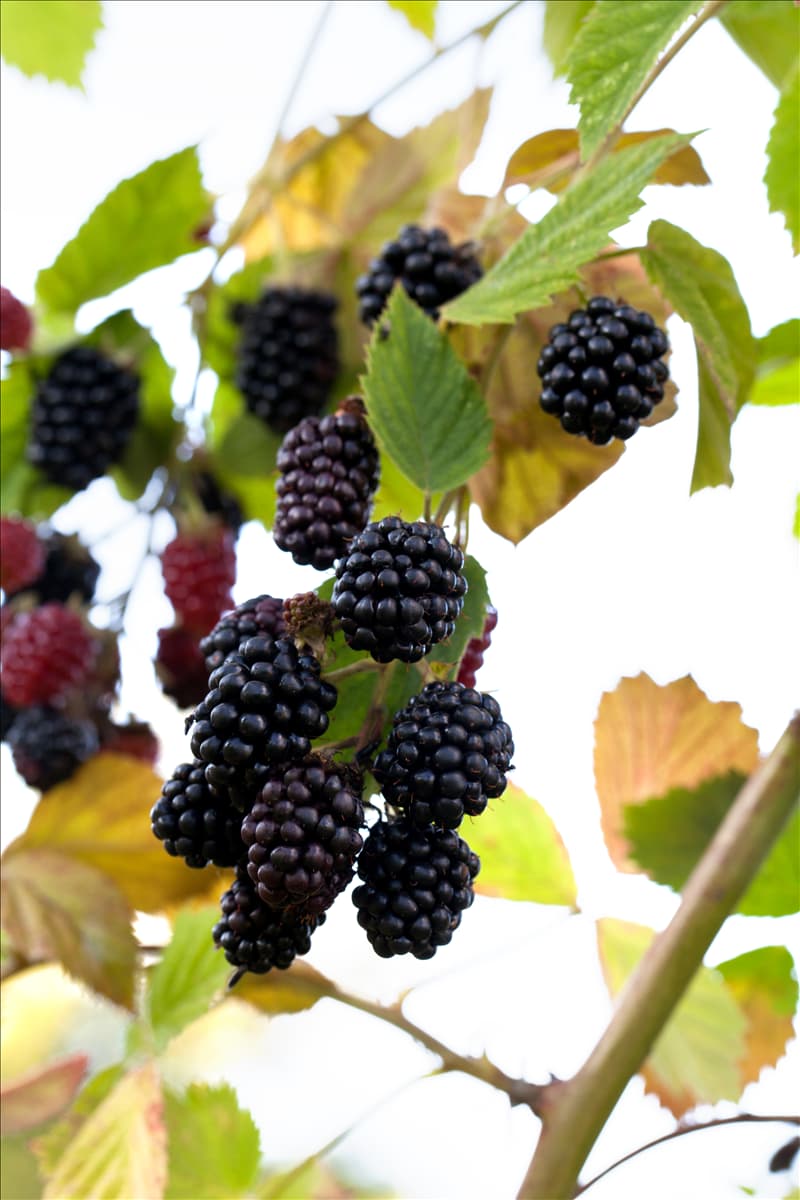 Rubus fruticosus