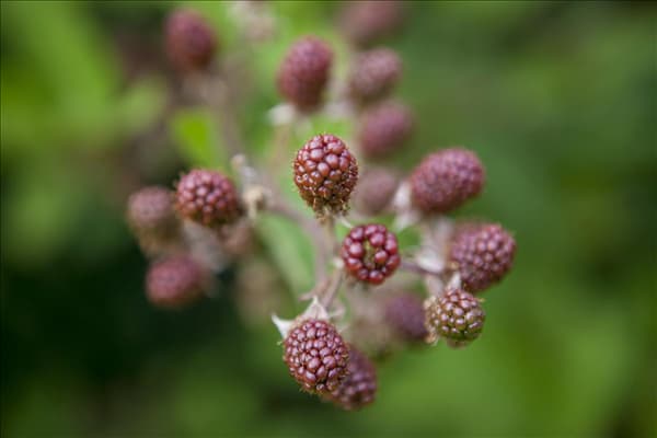 Rubus fruticosus