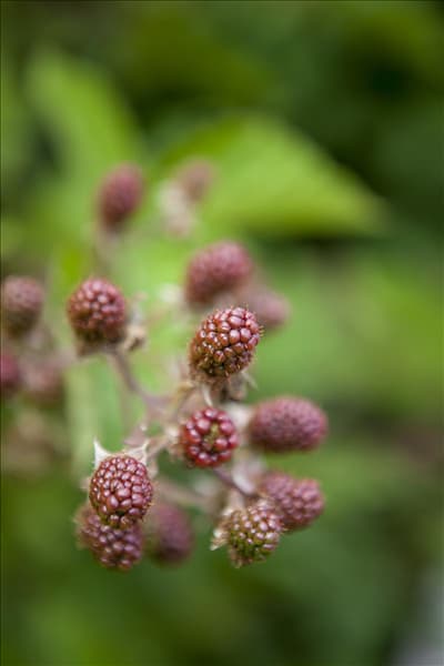 Rubus fruticosus