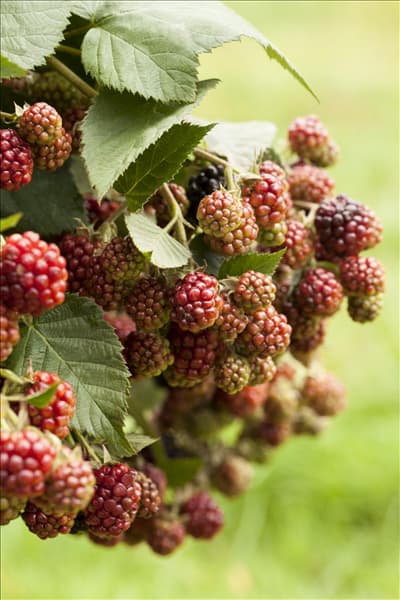 Rubus fruticosus