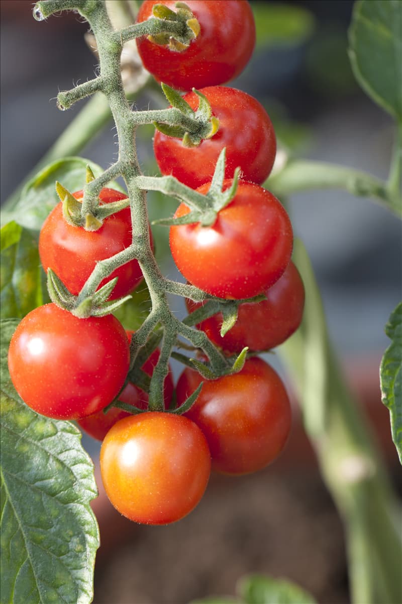 Solanum lycopersicum