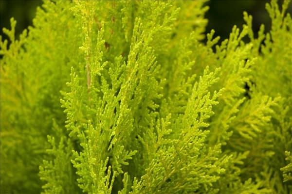 Platycladus orientalis 'Elegantissima'