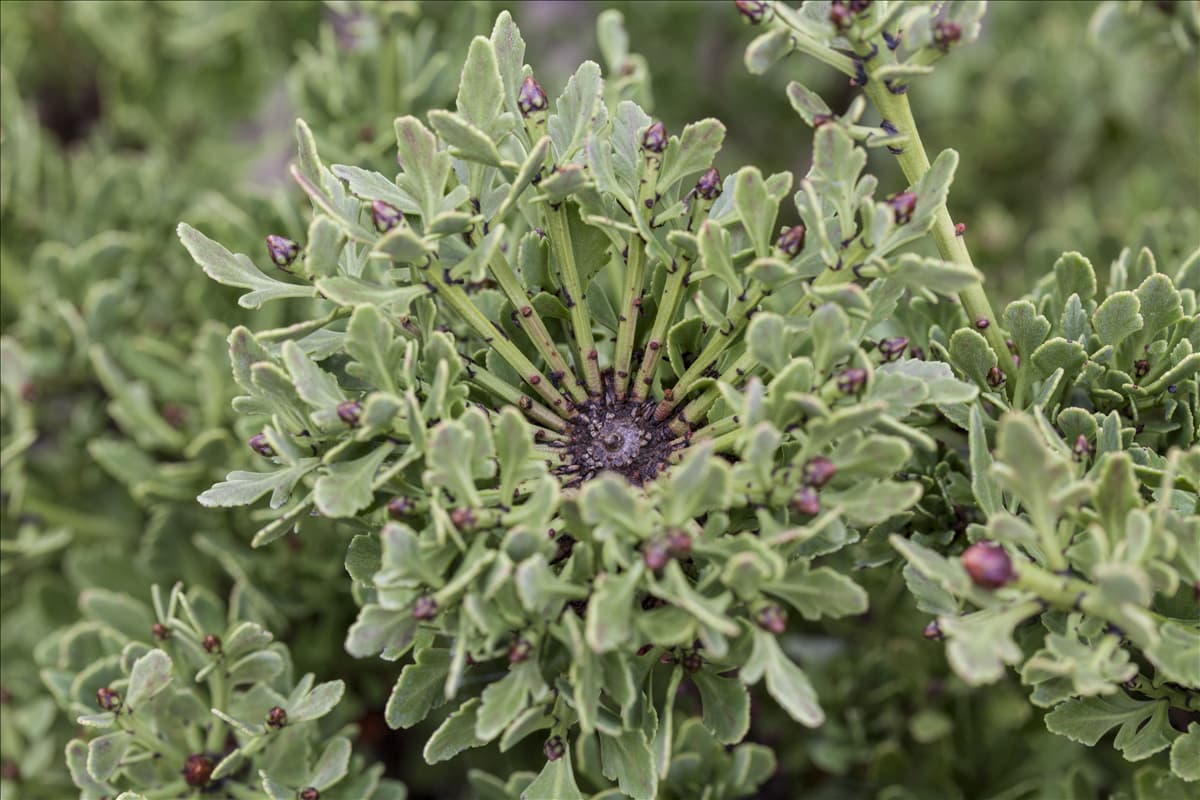 Phyllocladus alpinus