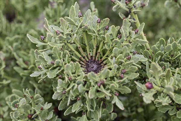 Phyllocladus alpinus