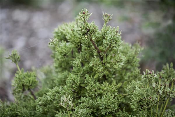 Phyllocladus alpinus