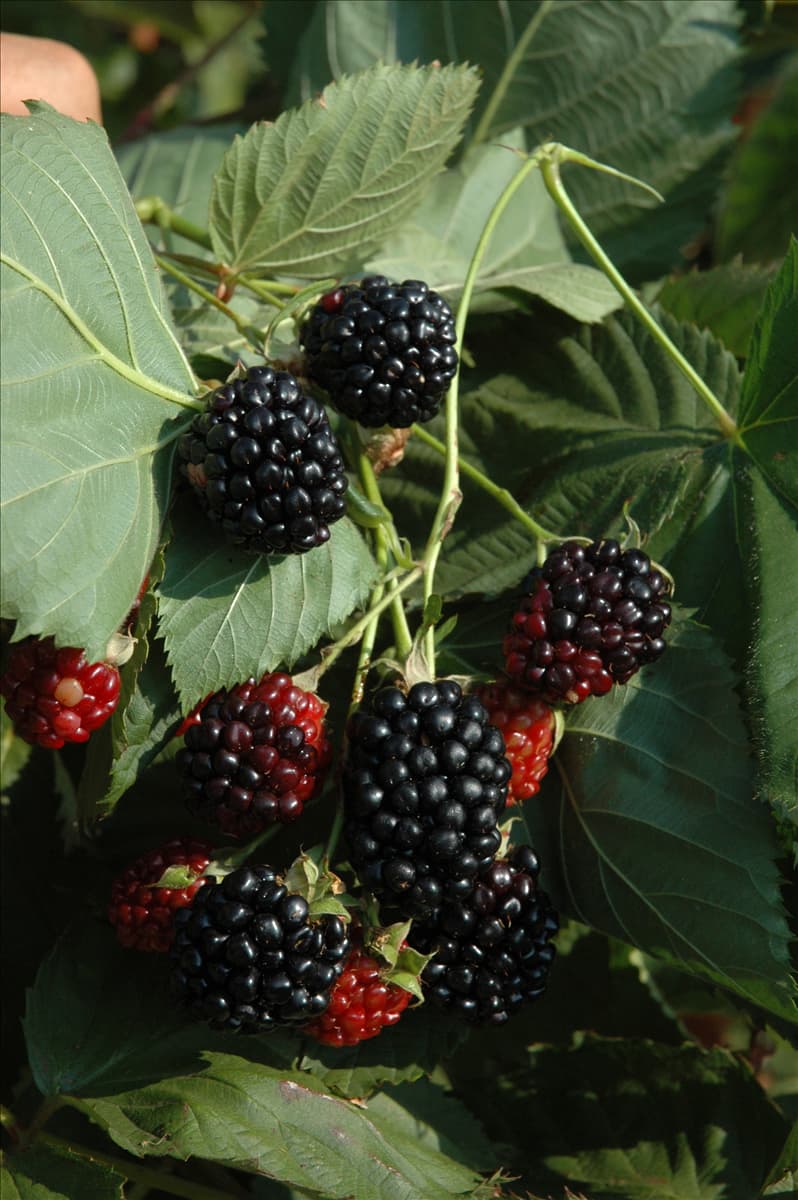 Rubus fruticosus