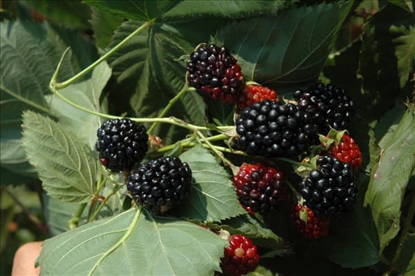 Rubus fruticosus
