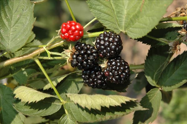 Rubus fruticosus