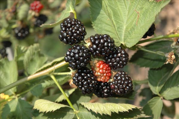 Rubus fruticosus