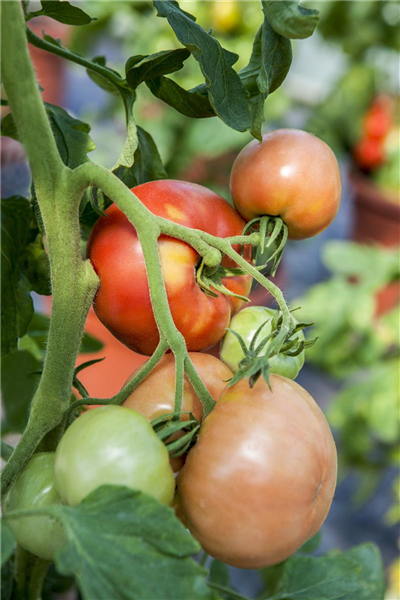 Solanum lycopersicum 'Berner Rose'