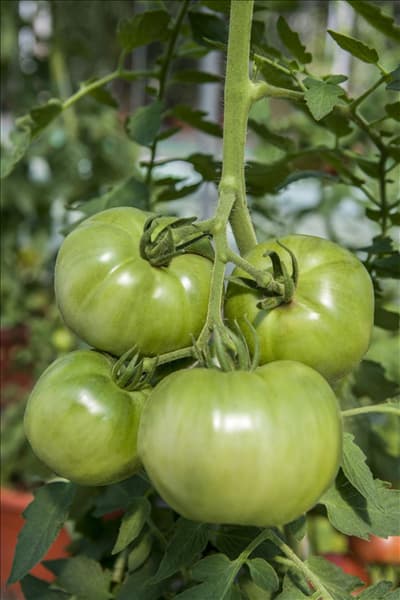 Solanum lycopersicum 'Berner Rose'