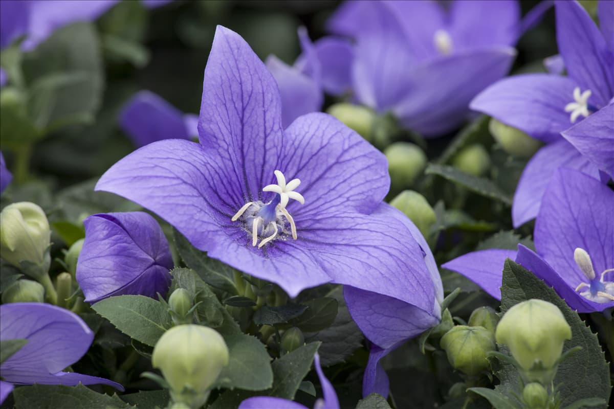 Platycodon grandiflorus