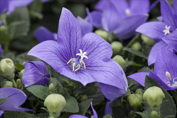 Platycodon grandiflorus