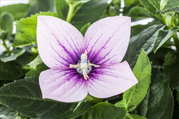 Platycodon grandiflorus