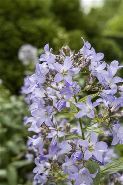 Platycodon grandiflorus