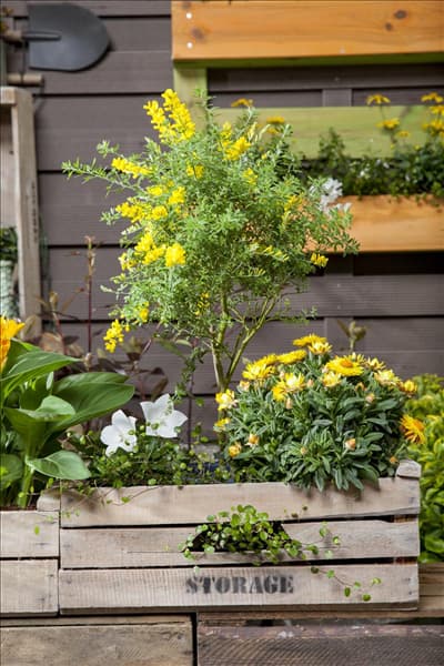 Cytisus nigricans 'Cyni'