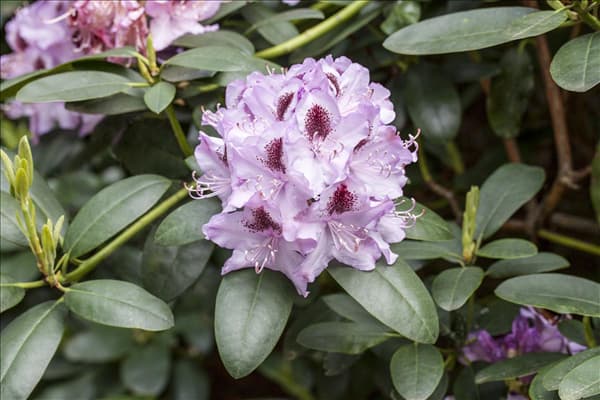 Rhododendron 'Humboldt'