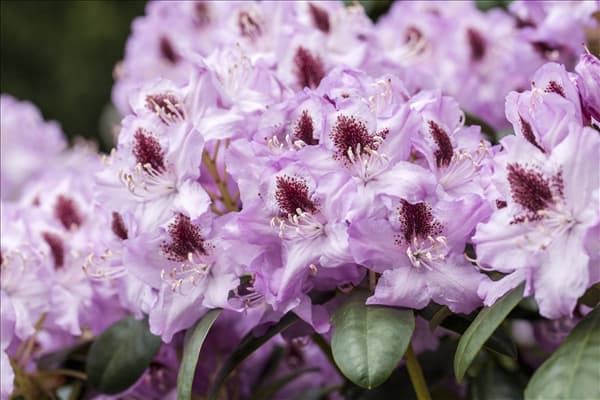 Rhododendron 'Humboldt'