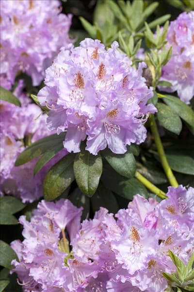 Rhododendron 'Humboldt'