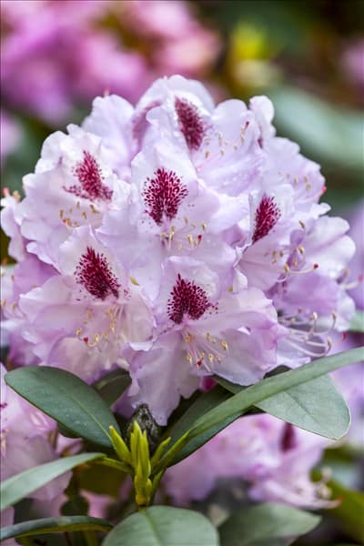 Rhododendron 'Humboldt'