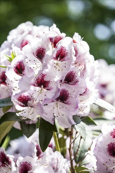 Rhododendron 'Humboldt'