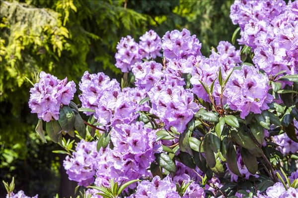 Rhododendron 'Humboldt'