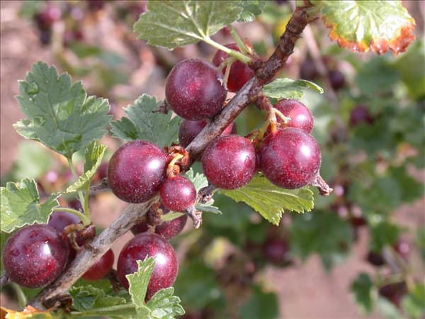 Ribes x nidigrolaria 'Jochina'