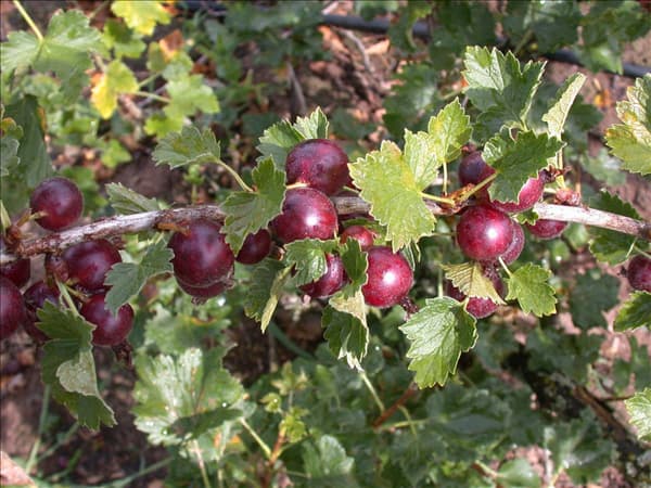 Ribes x nidigrolaria 'Jochina'
