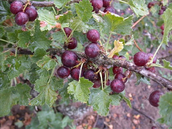 Ribes x nidigrolaria 'Jochina'