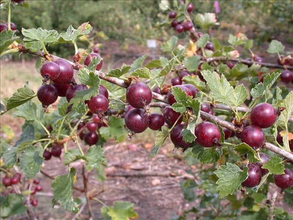 Ribes x nidigrolaria 'Jochina'