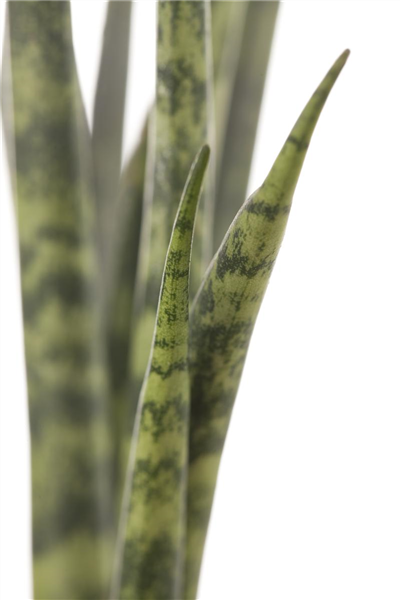 Sansevieria cylindrica