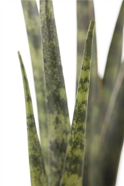 Sansevieria cylindrica