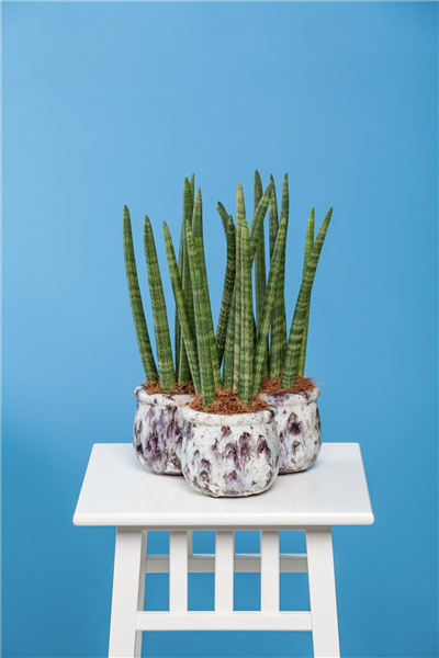 Sansevieria cylindrica
