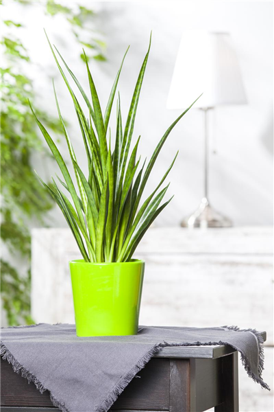 Sansevieria cylindrica