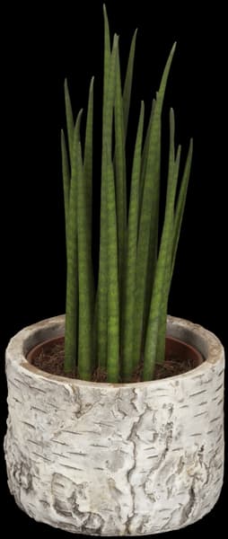 Sansevieria