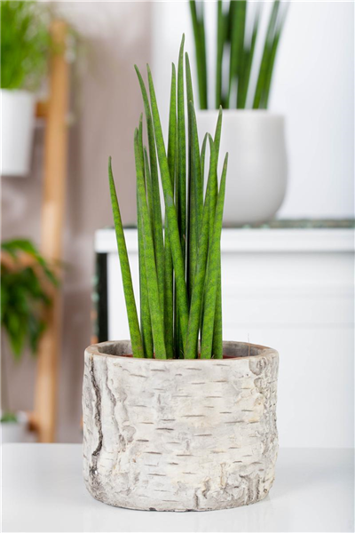 Sansevieria cylindrica