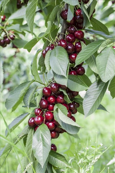 Prunus avium 'Lapins'
