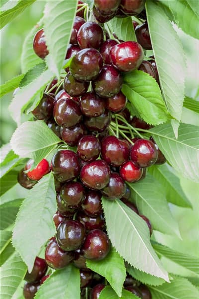 Prunus avium 'Lapins'