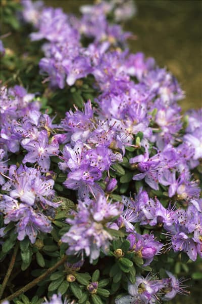 Rhododendron impeditum