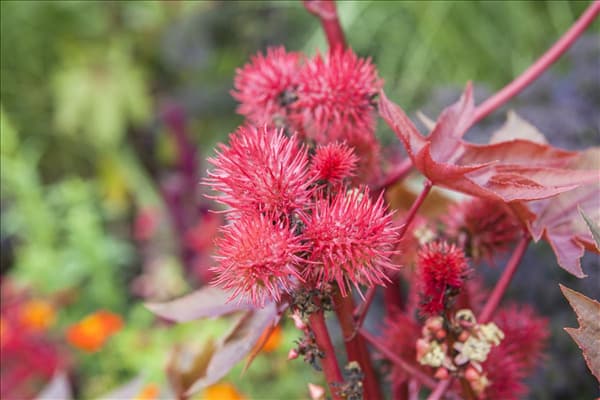 Ricinus communis
