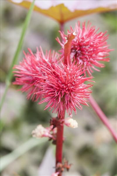 Ricinus communis