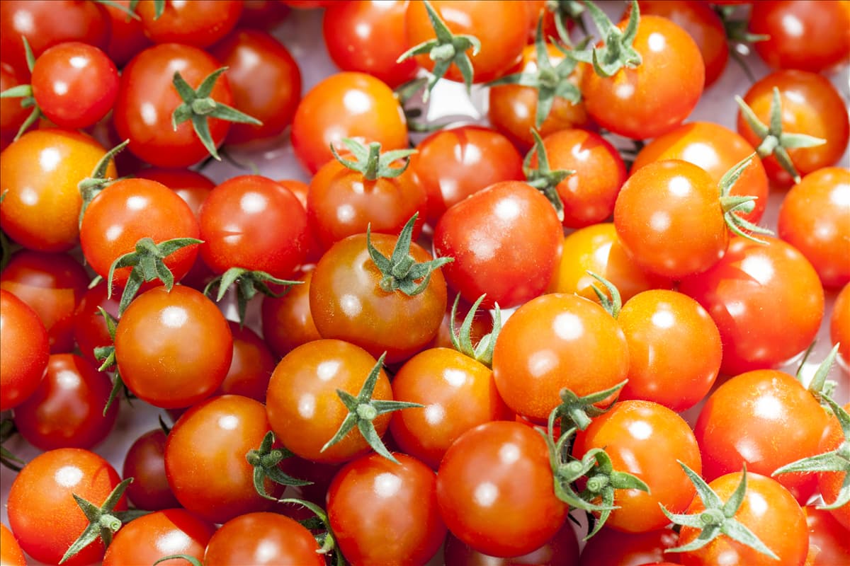 Solanum lycopersicum