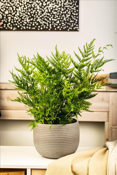 Pteris dentata