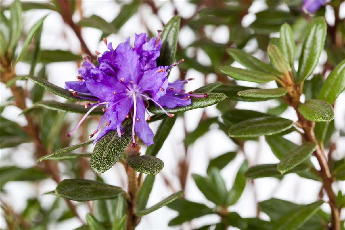 Rhododendron impeditum 'Azurika'